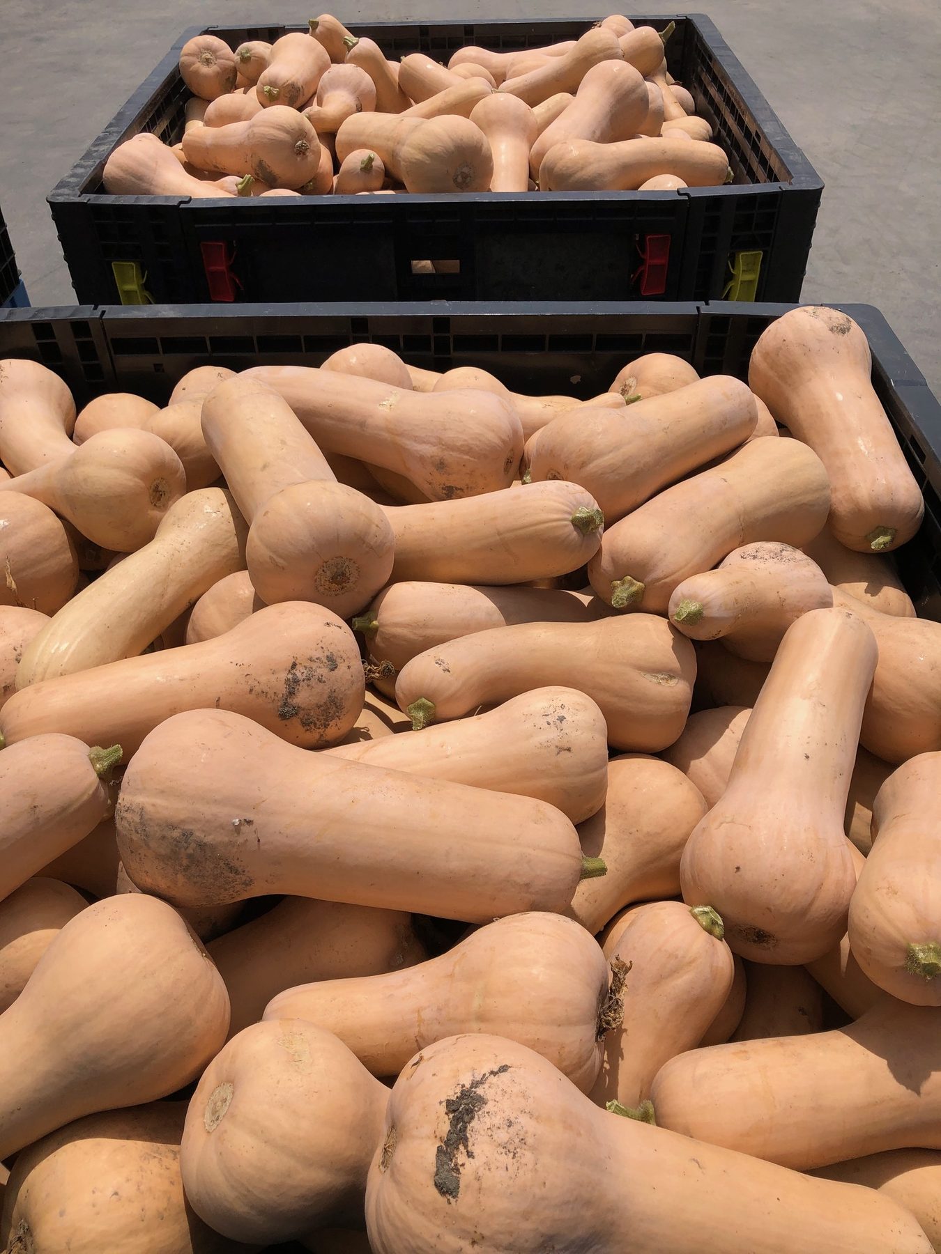 Crates overflowing with butternut squash