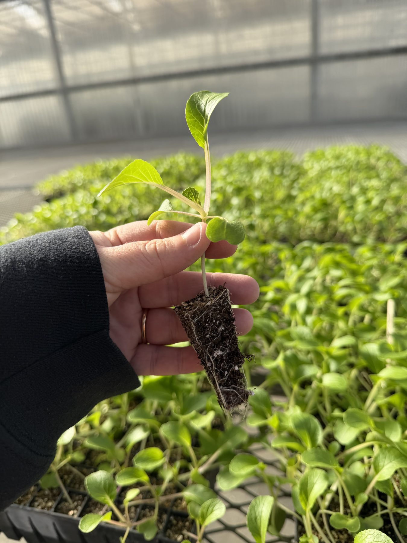 Cal Poly Pomona agricultural partnership