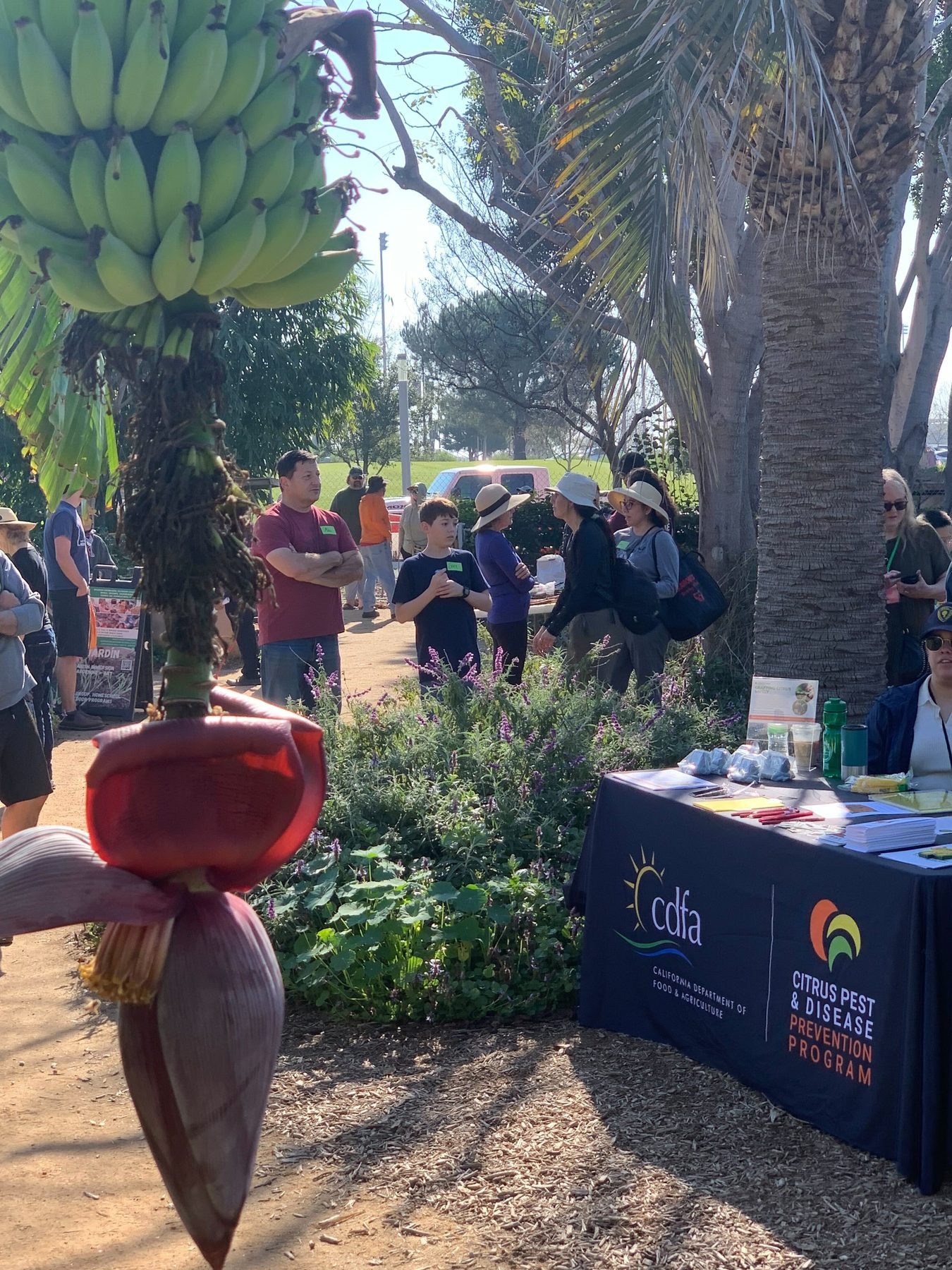 A banana plant in bloom with community members gathered behind it at the Farm + Food Lab