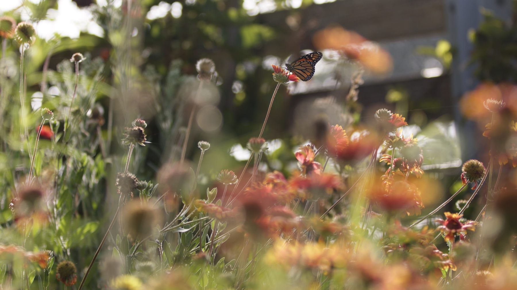 A butterfly resting on wildflowers in bloom at the Farm + Food Lab