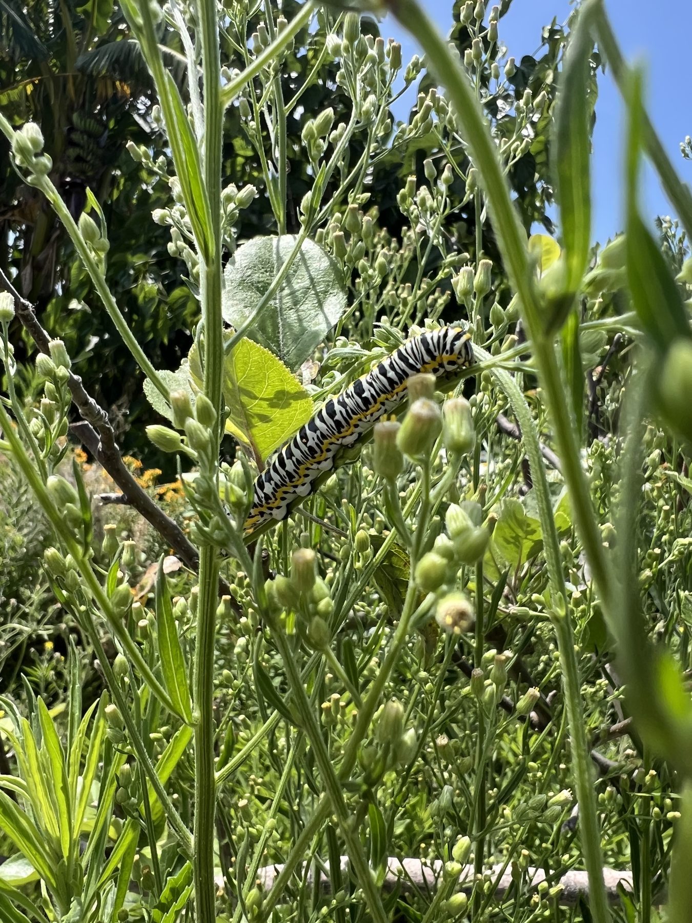 A caterpillar feeding on plants in the gardens at the Farm + Food Lab