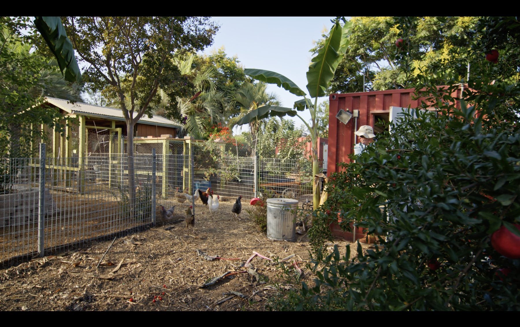 Chickens roaming the yard beside the coop at the Farm + Food Lab