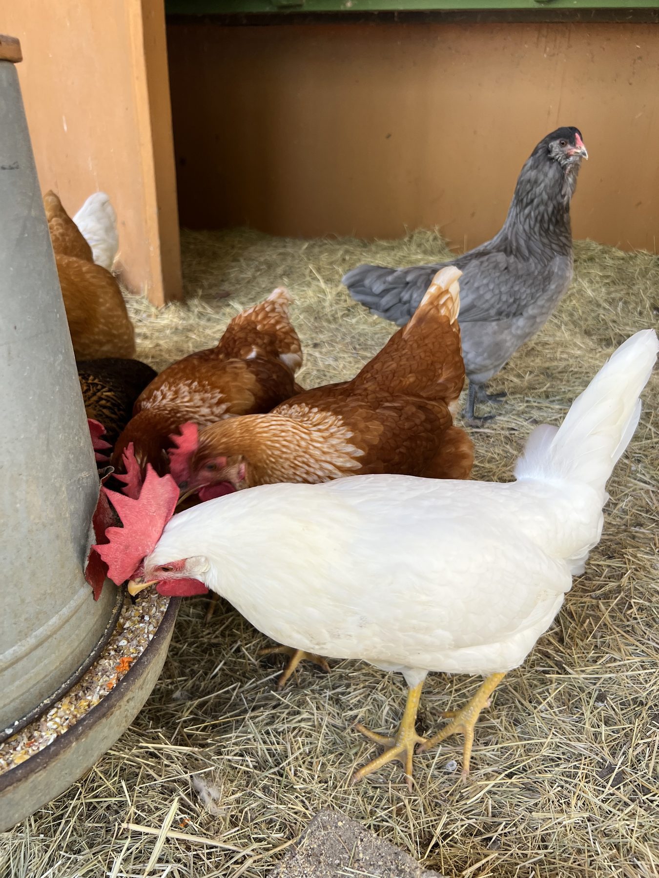 Chickens gathered around a feeder at the Farm + Food Lab