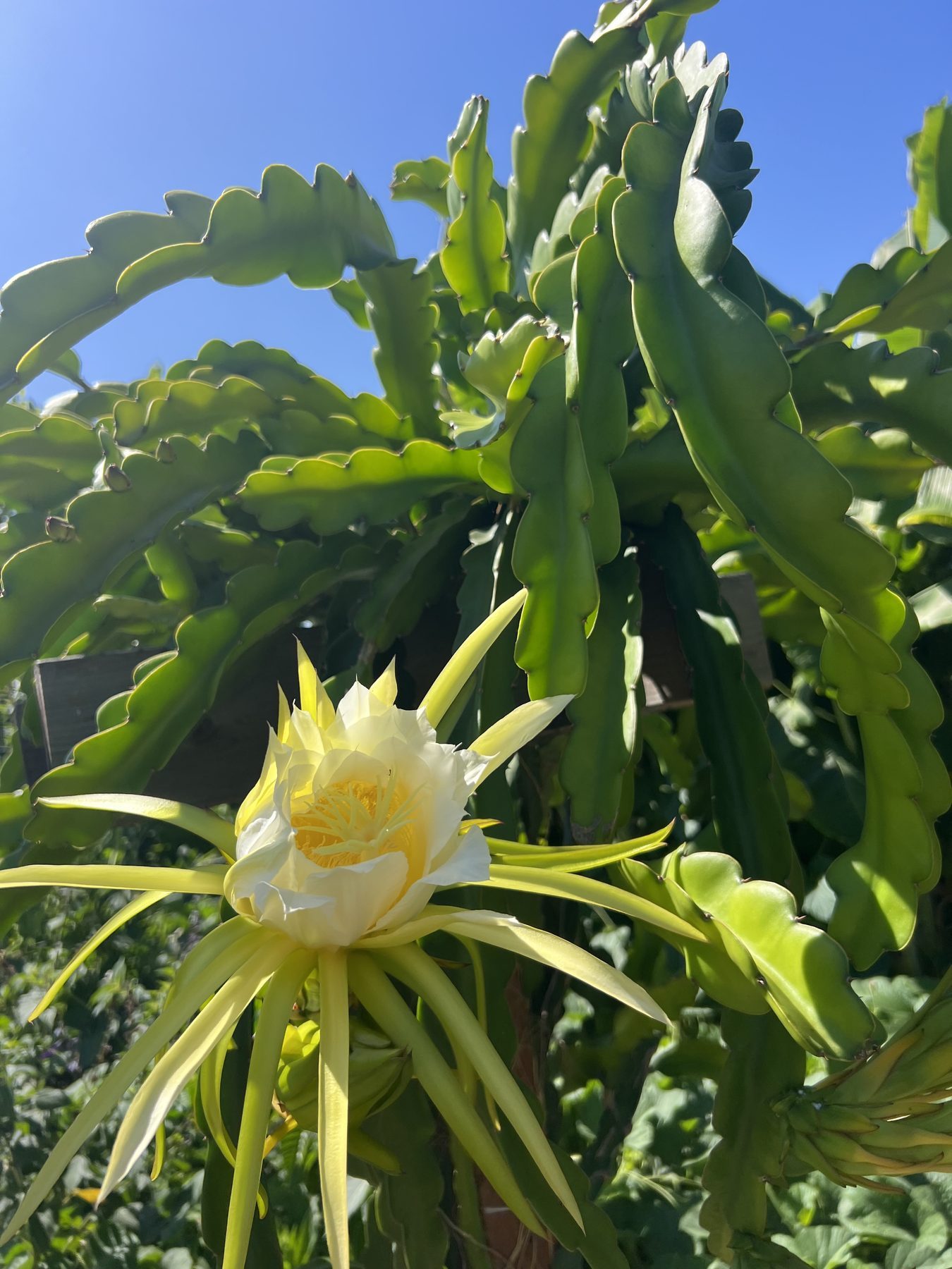 A dragon fruit cactus blooming at the Farm + Food Lab