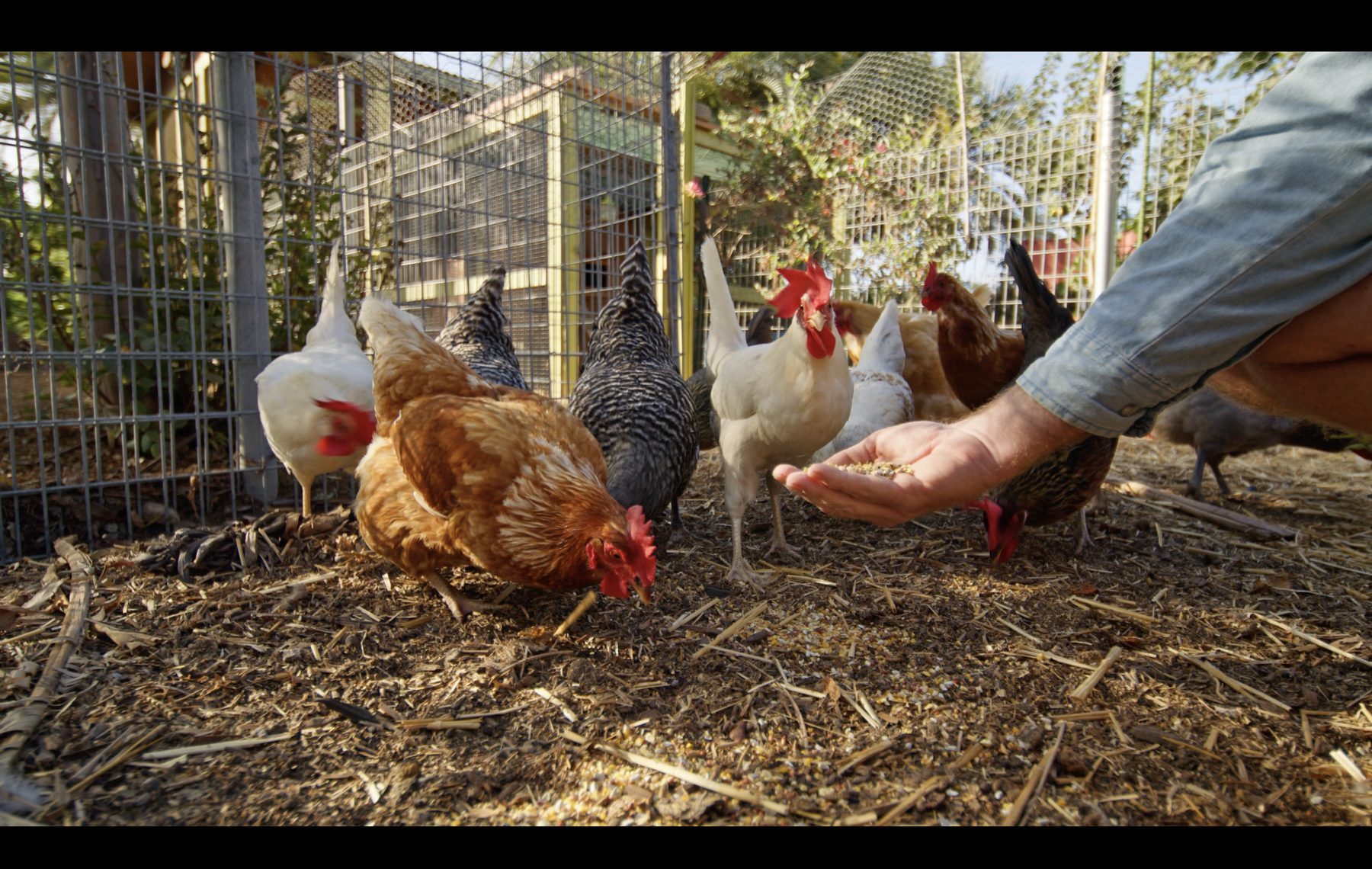 A hand offering feed to chickens at the Farm + Food Lab