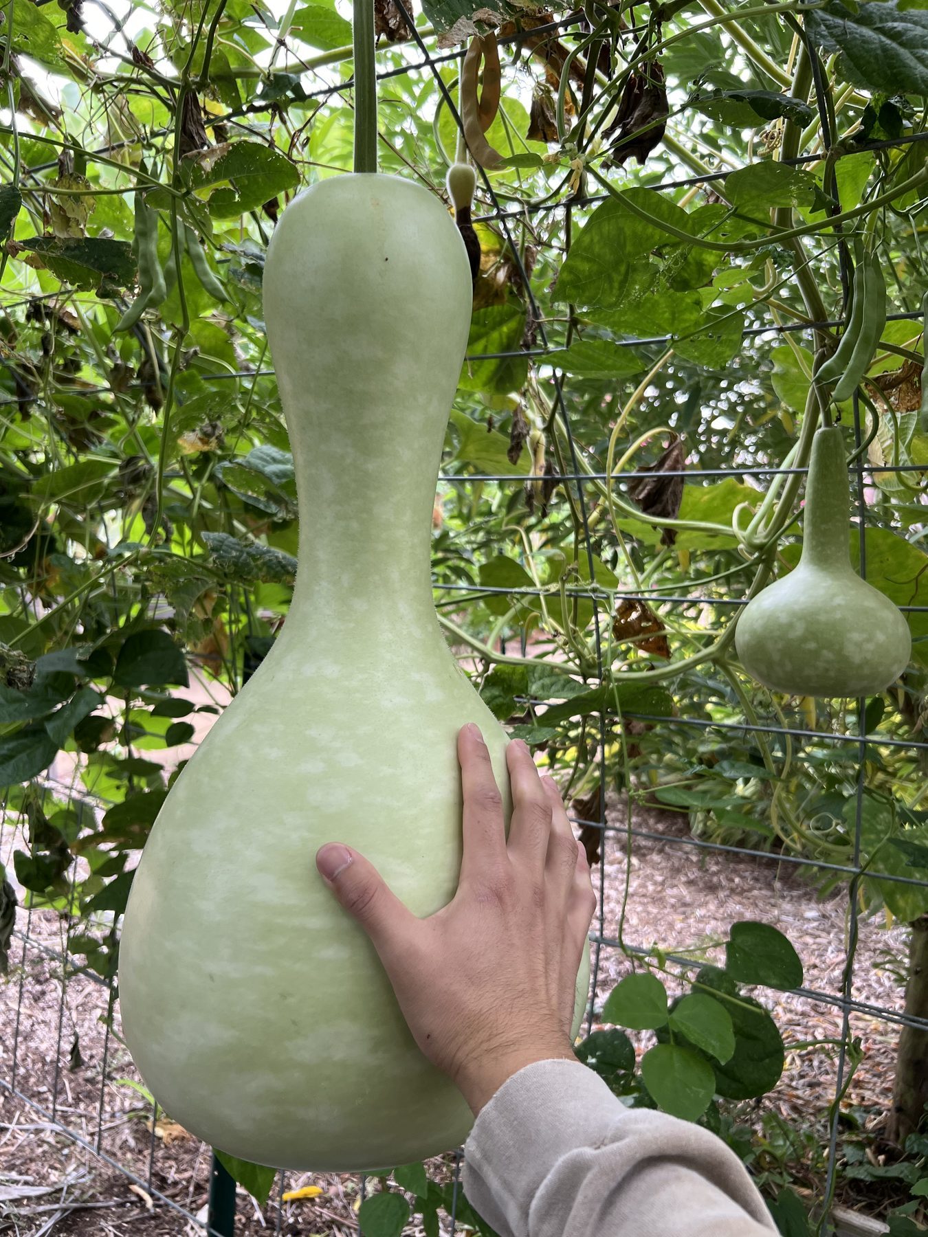 A hand resting on a giant bottle gourd growing on the vine at the Farm + Food Lab
