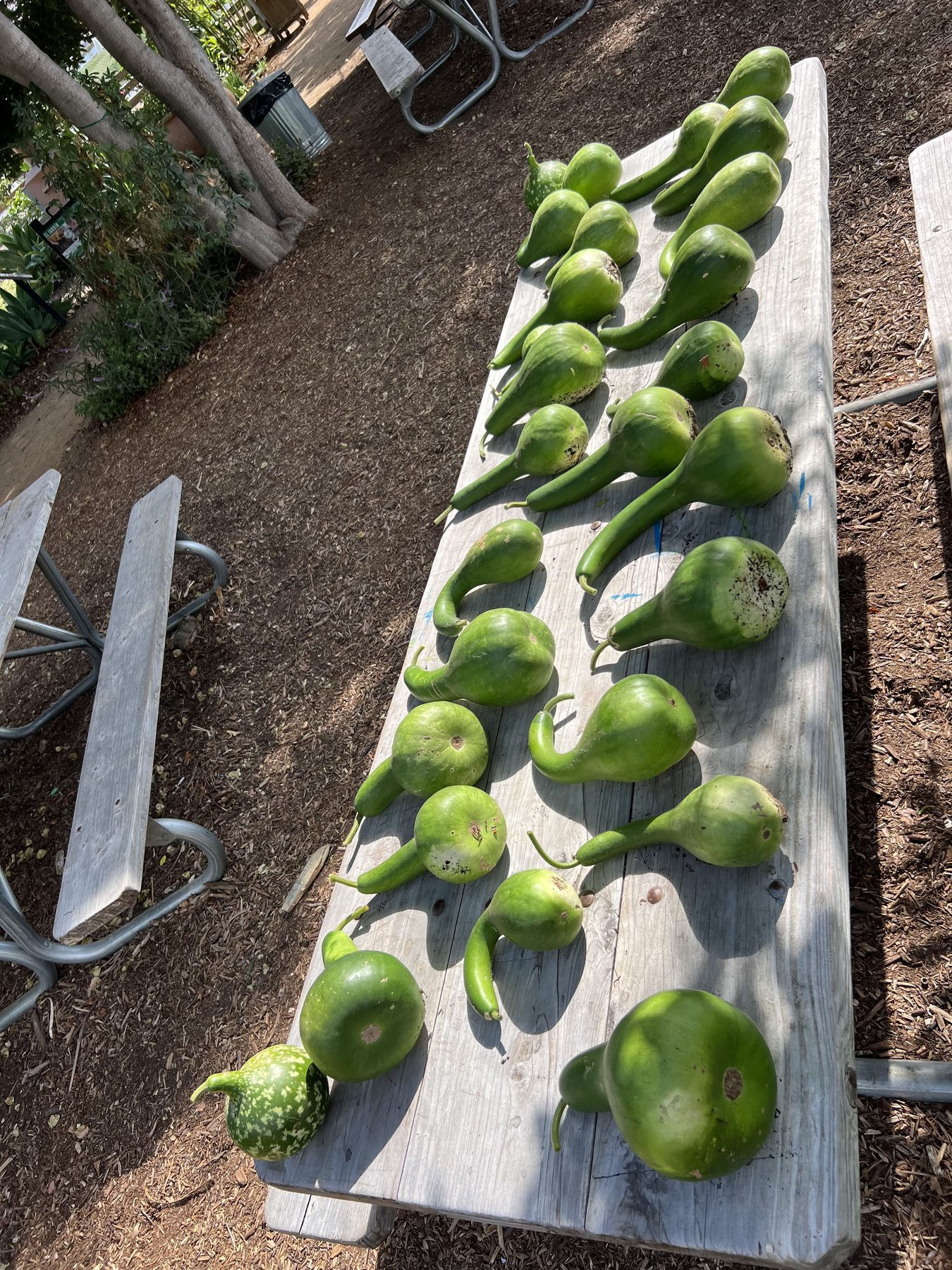 A row of harvested gourds laid out on a bench at the Farm + Food Lab