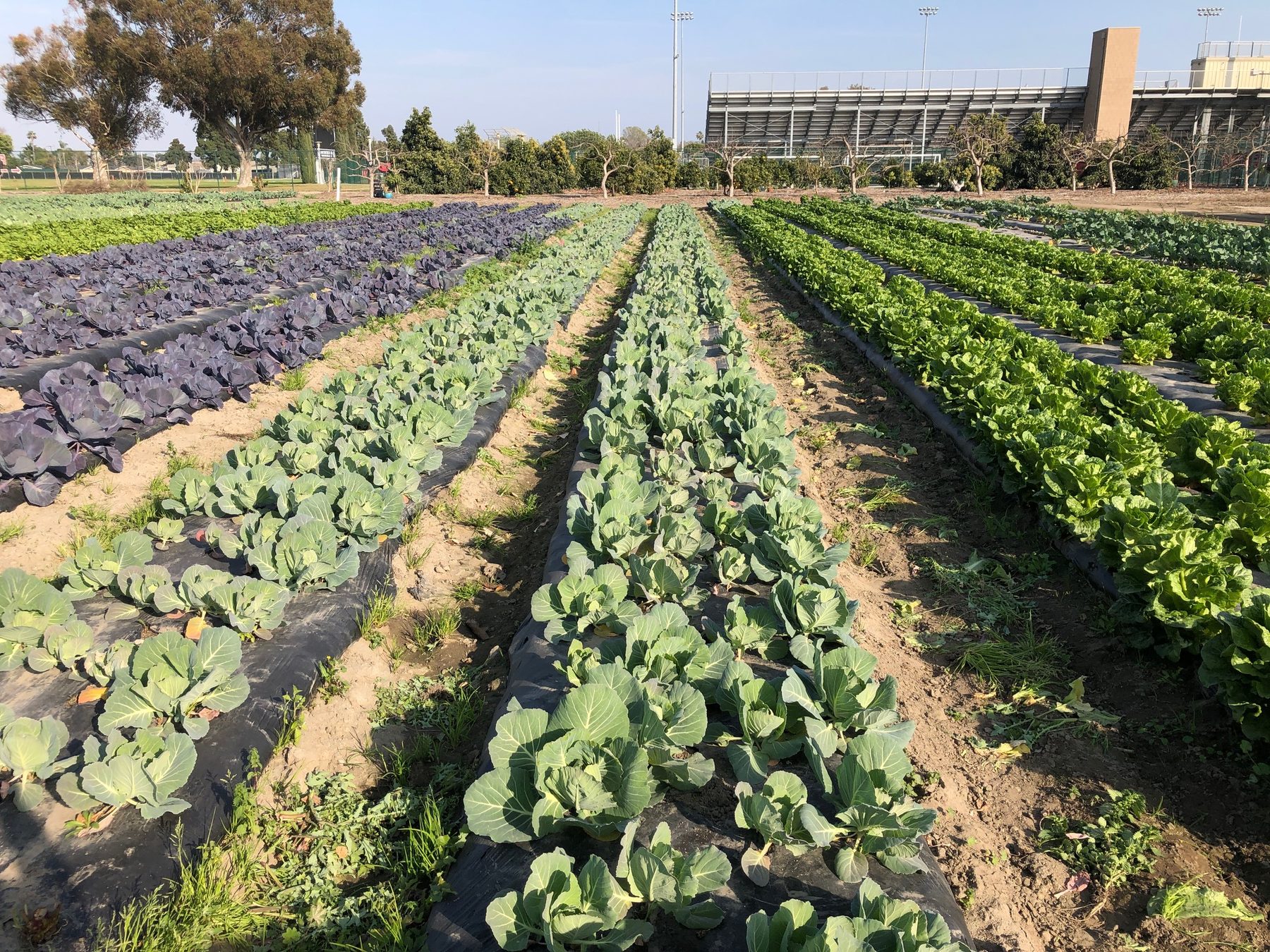 Community members at The Giving Farm