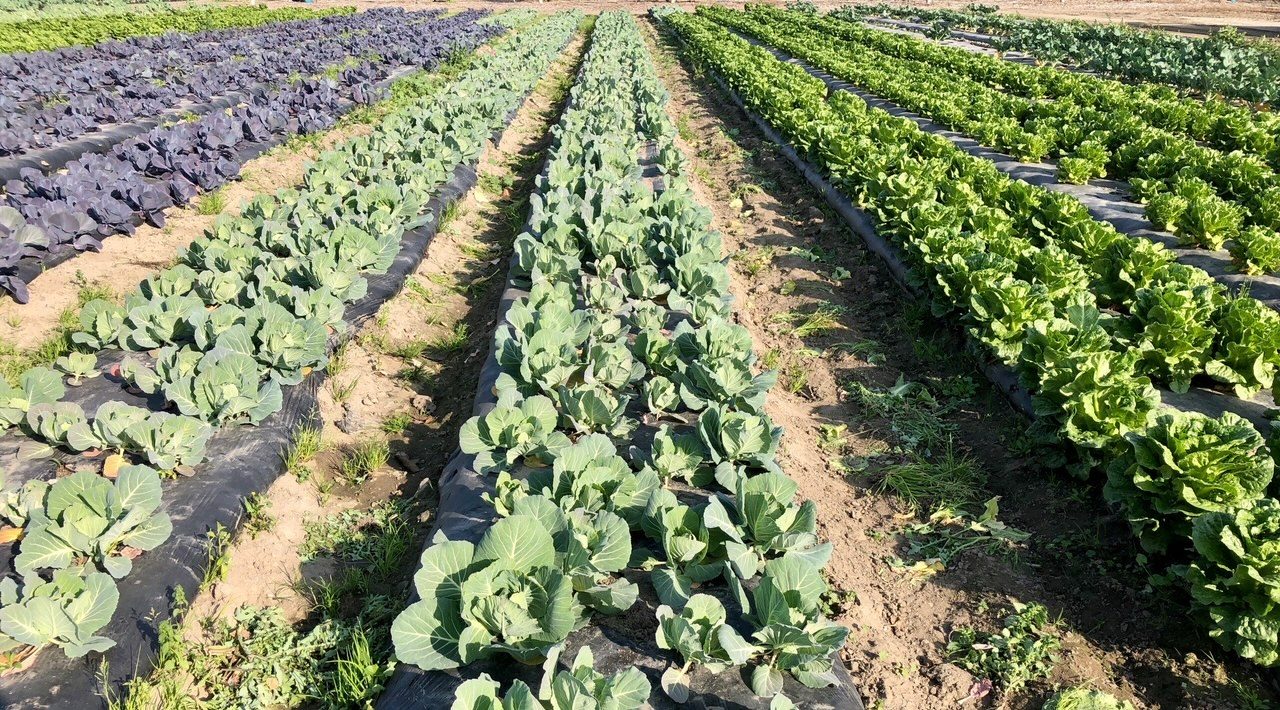 Rows of cabbage and lettuce at The Giving Farm