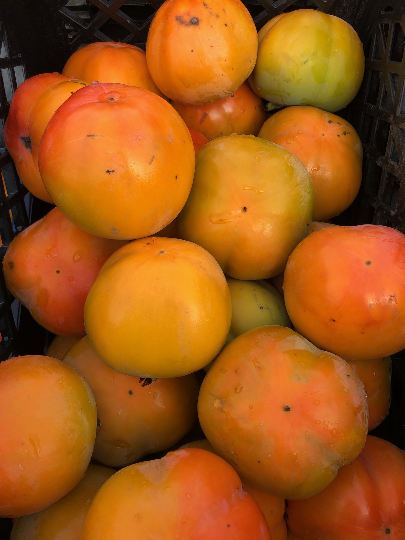 Fall persimmon harvest at The Giving Farm