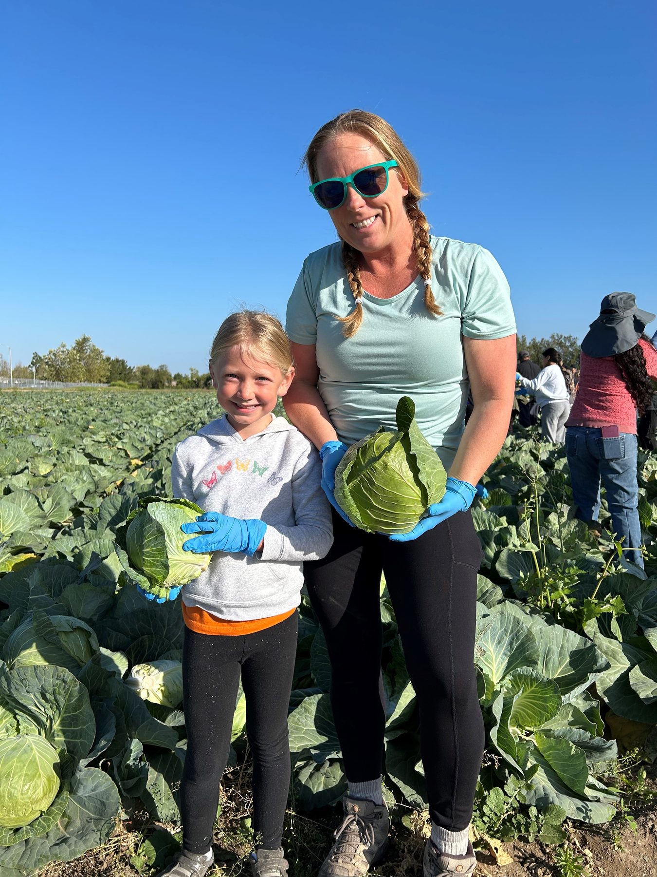 Cabbage field at Harvest Solutions Farm