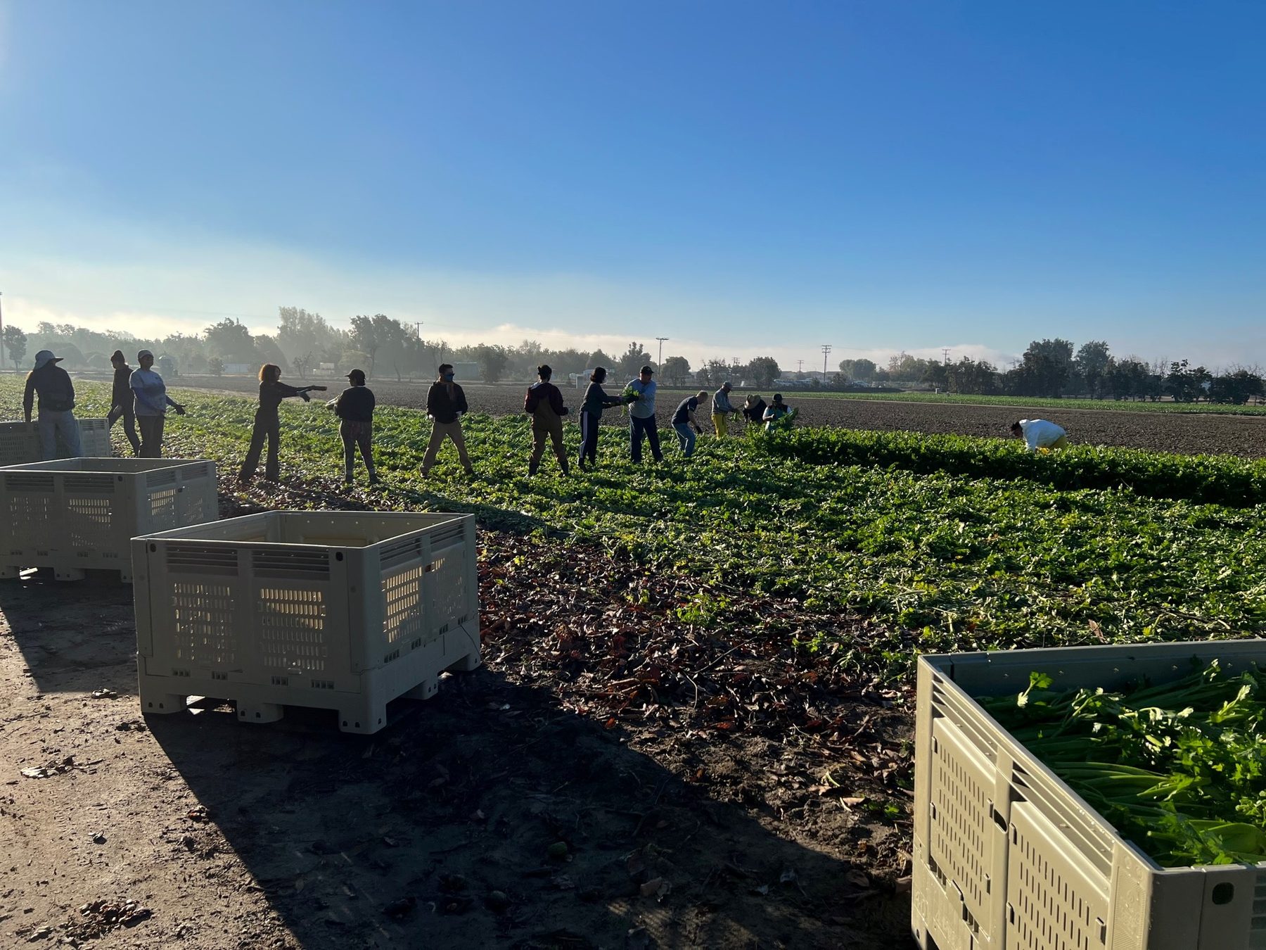 Volunteers harvesting celery at Harvest Solutions Farm