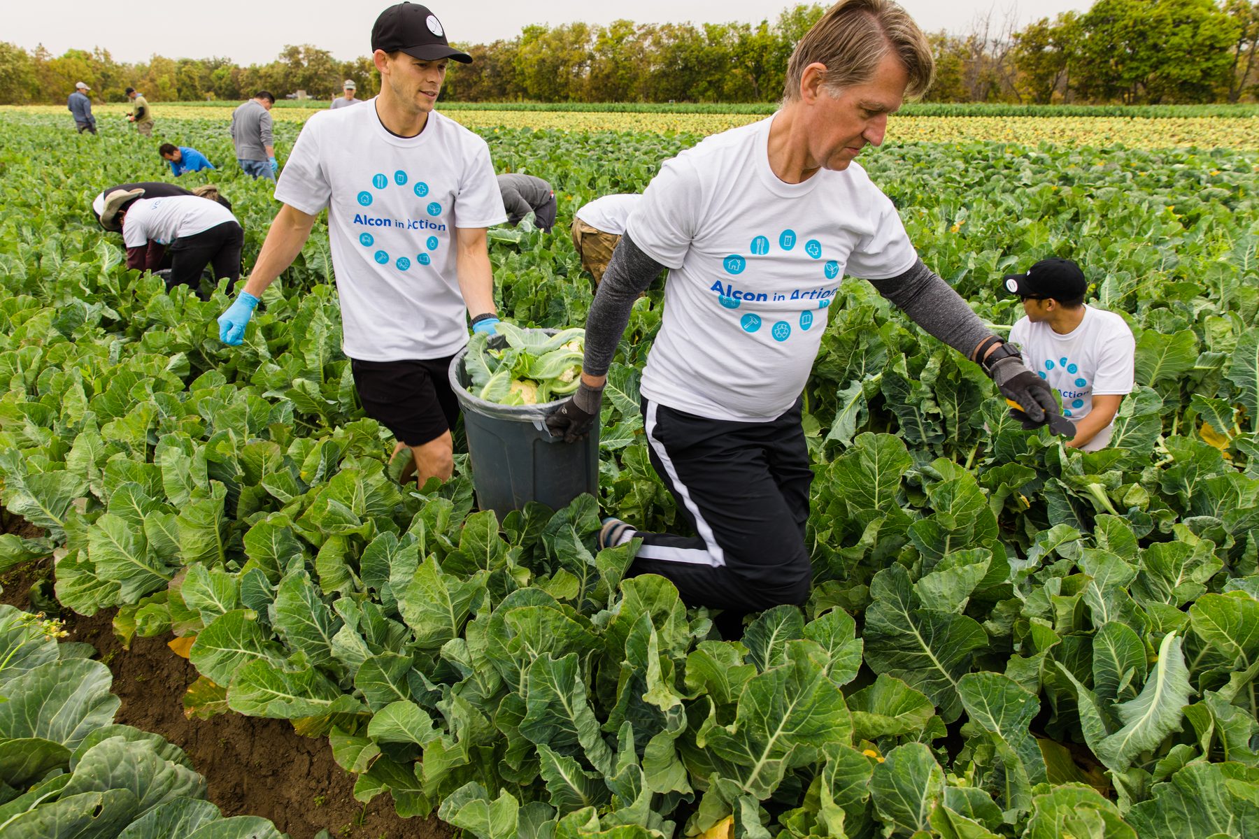 Corporate volunteer team harvesting greens in the field