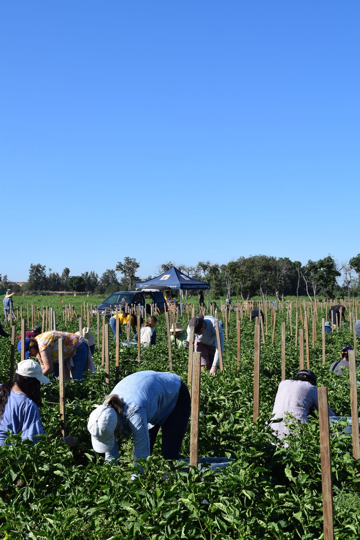 Farm operations at Harvest Solutions Farm