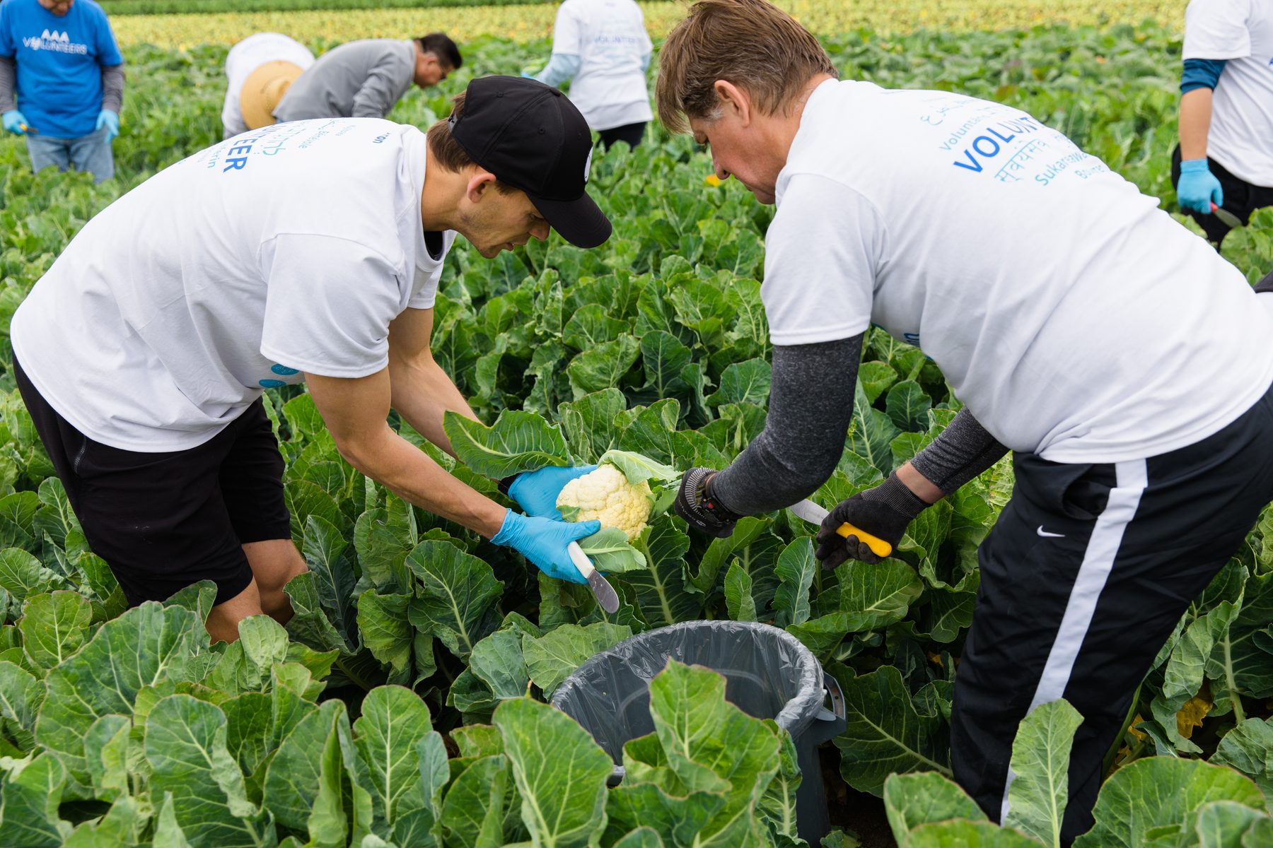 Harvest activity at Harvest Solutions Farm