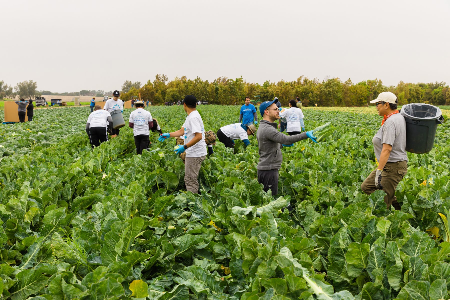 Field view at Harvest Solutions Farm