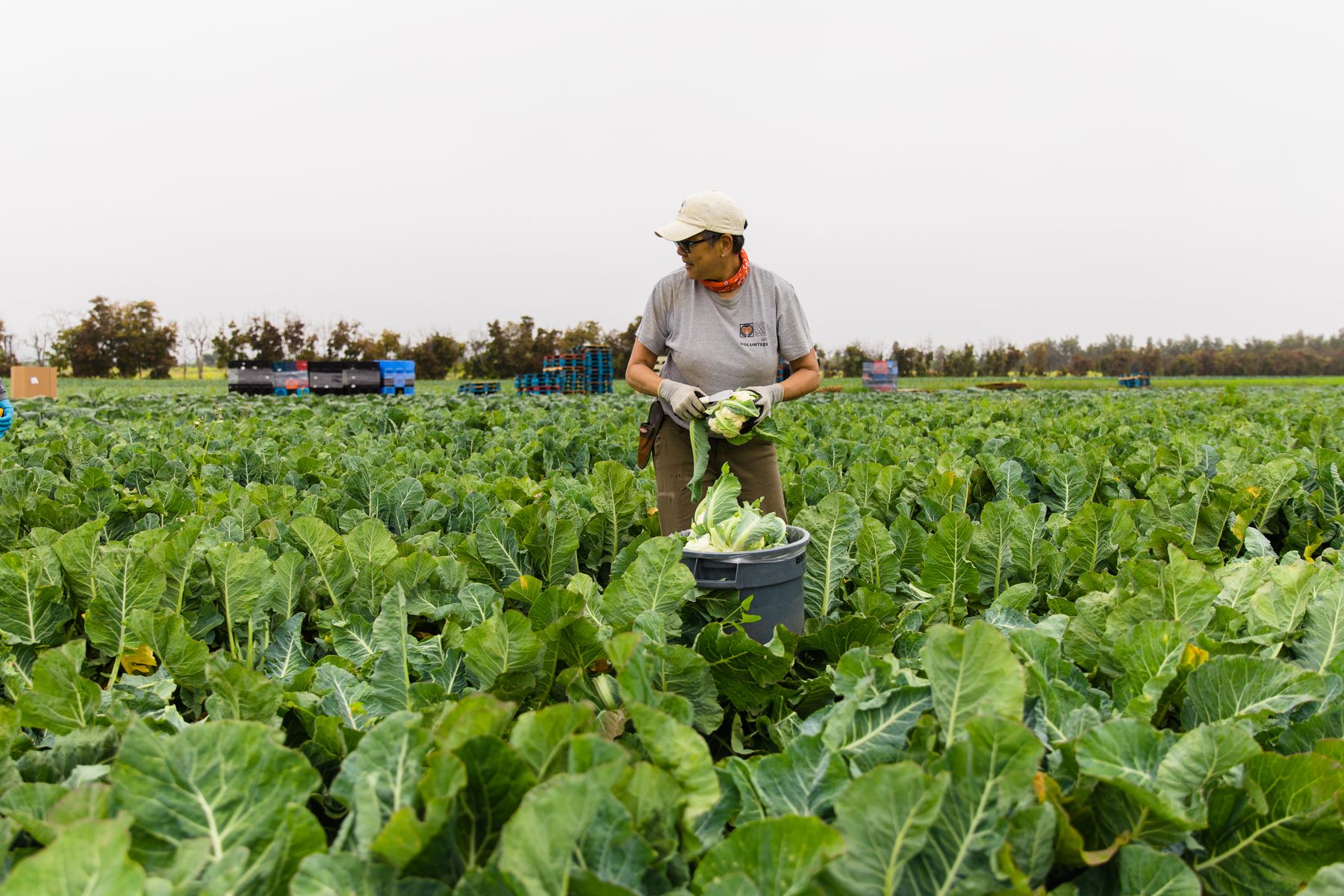 Farmer harvesting fresh greens in a lush field