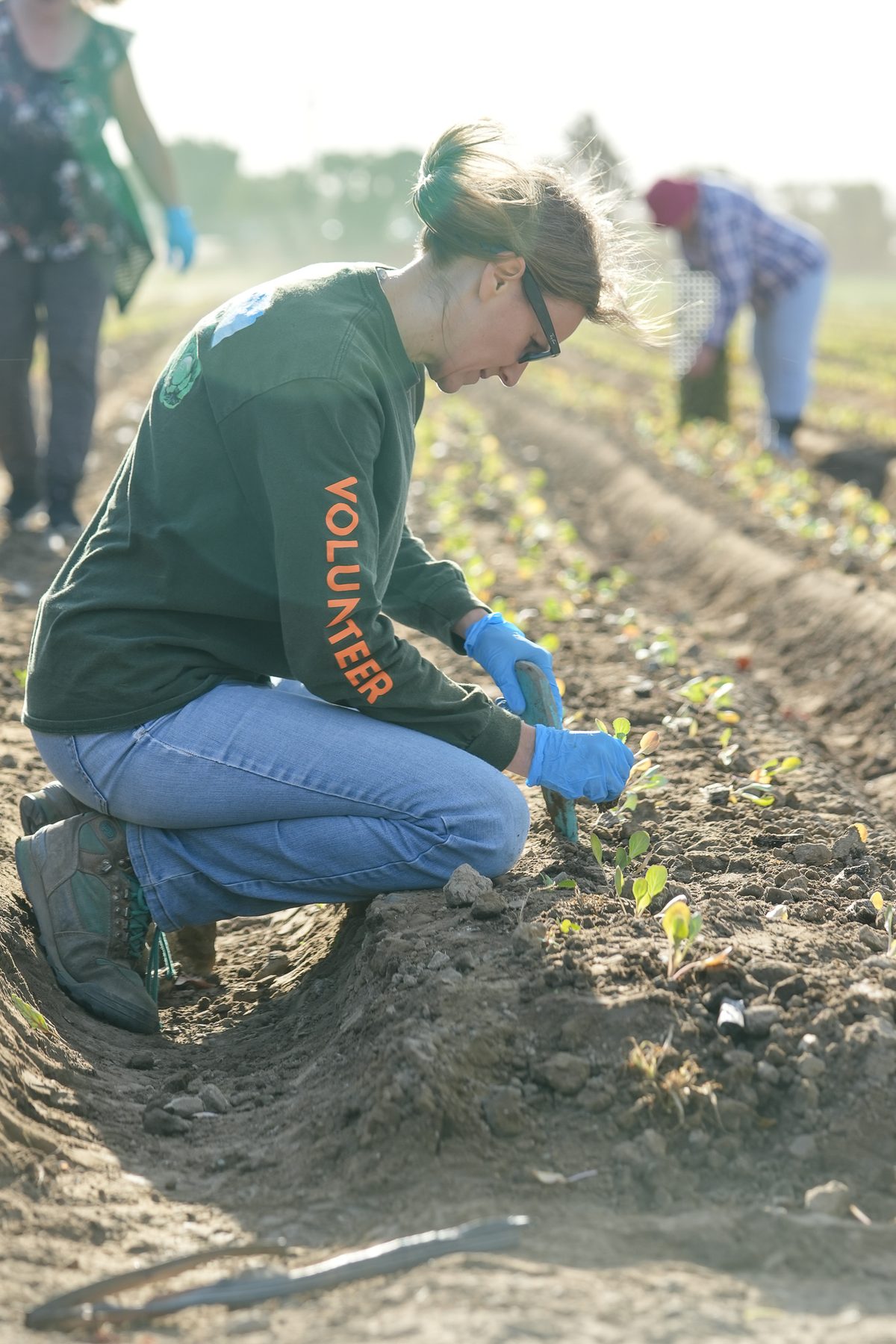 Volunteer planting seedlings at Harvest Solutions Farm