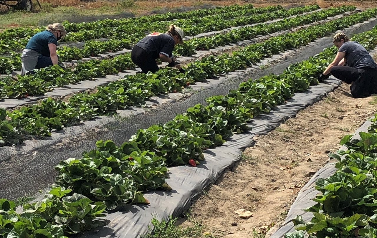 Volunteers harvesting strawberries at The Giving Farm