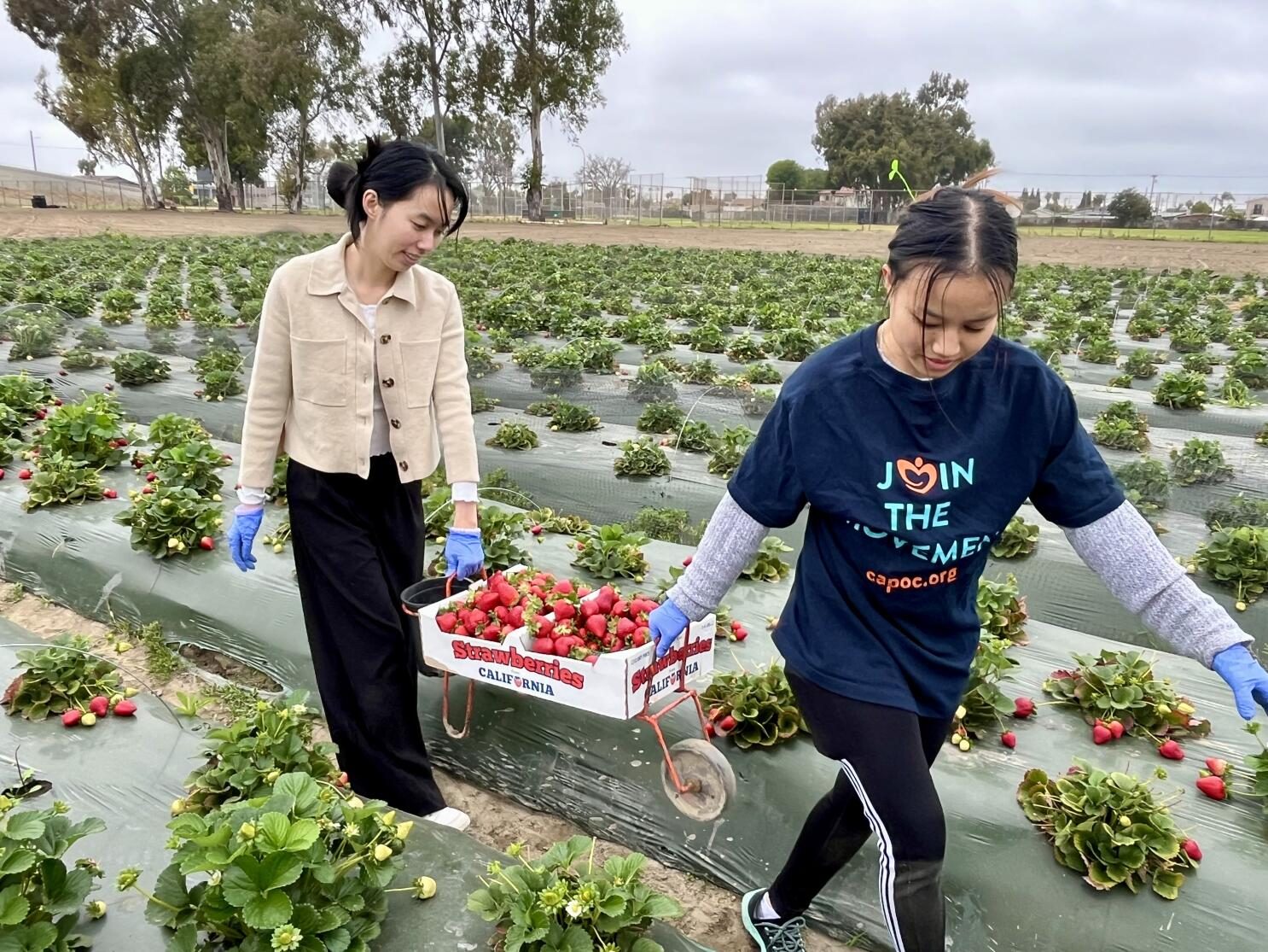 Students carrying a crate of fresh strawberries