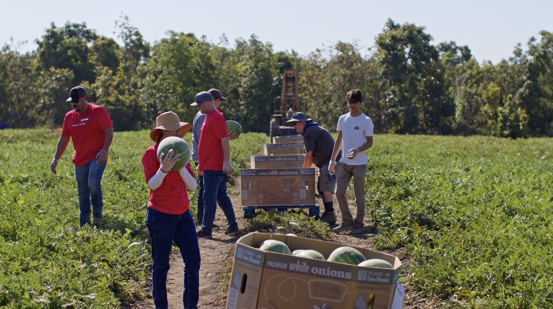 Farm crew harvesting and boxing watermelons for food distribution