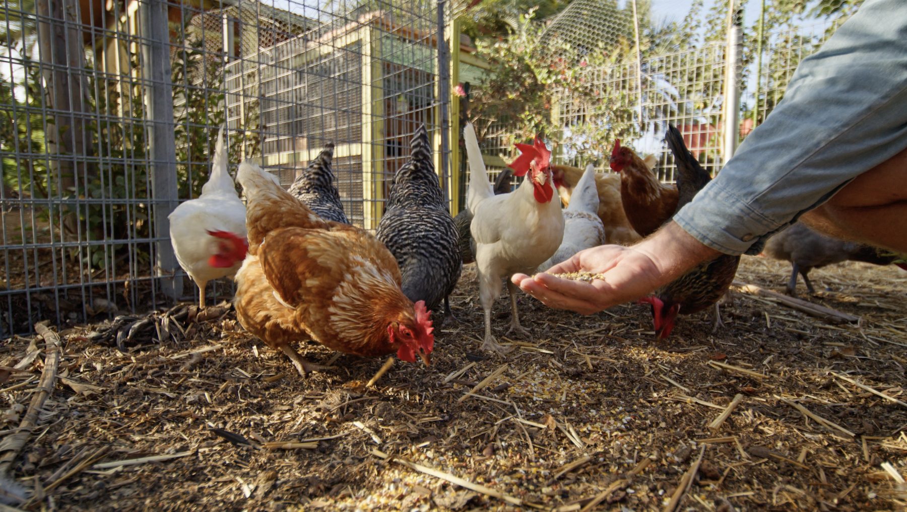 Person feeding chickens at an urban farm