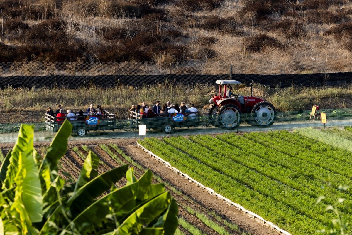 Guests on a tractor hayride past crop rows at Tanaka Farms