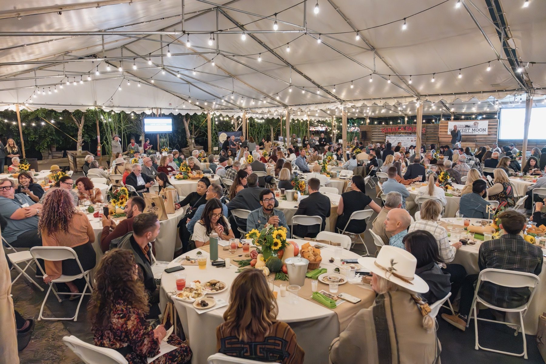 Full tent of guests dining under string lights at the Harvest Moon benefit dinner