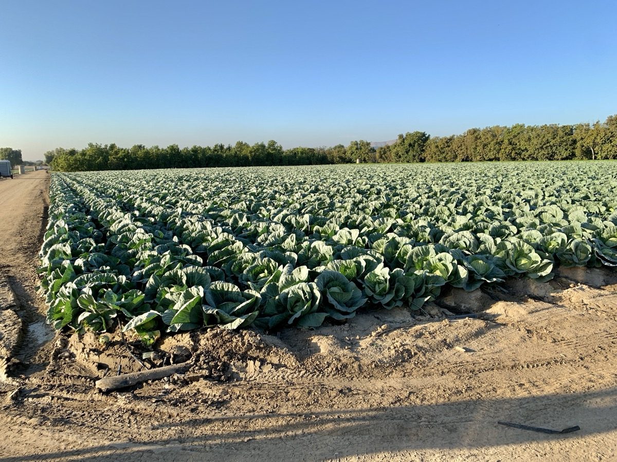 Rows of cabbage growing at Harvest Solutions Farm at UC South Coast Research and Extension Center