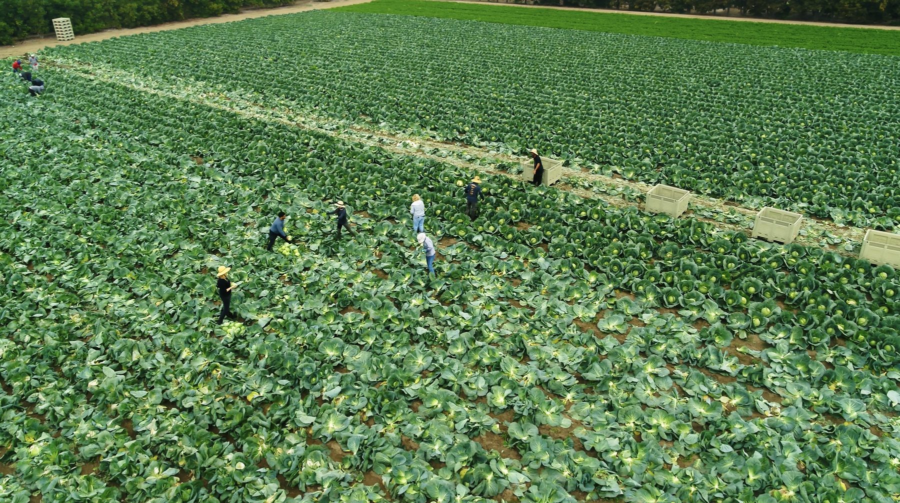 Workers harvesting cabbage across a large Southern California farm field