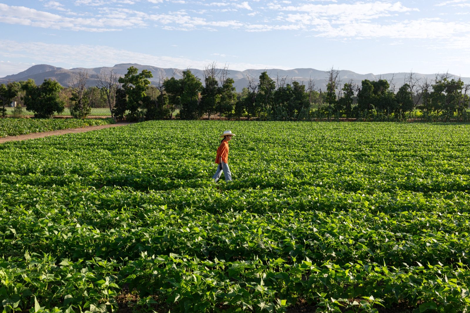 A farm worker walks through a lush green field at Harvest Solutions Farm with mountains in the background