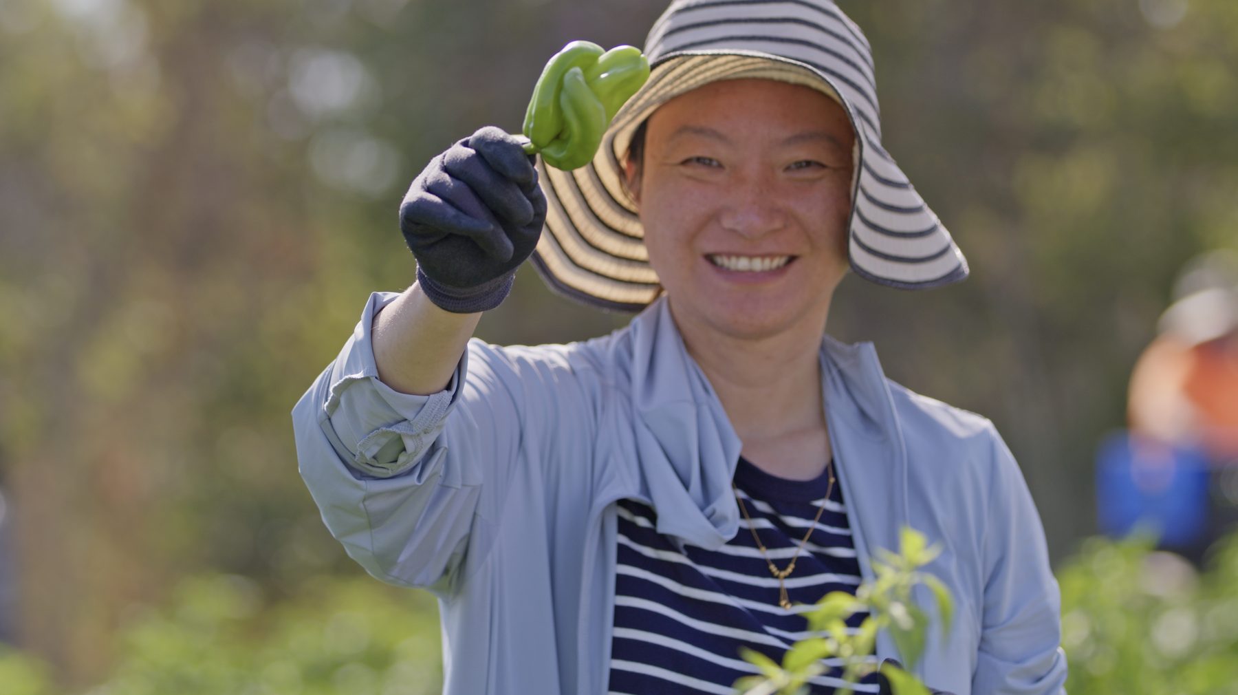 Farmer holding a freshly harvested green pepper in the field