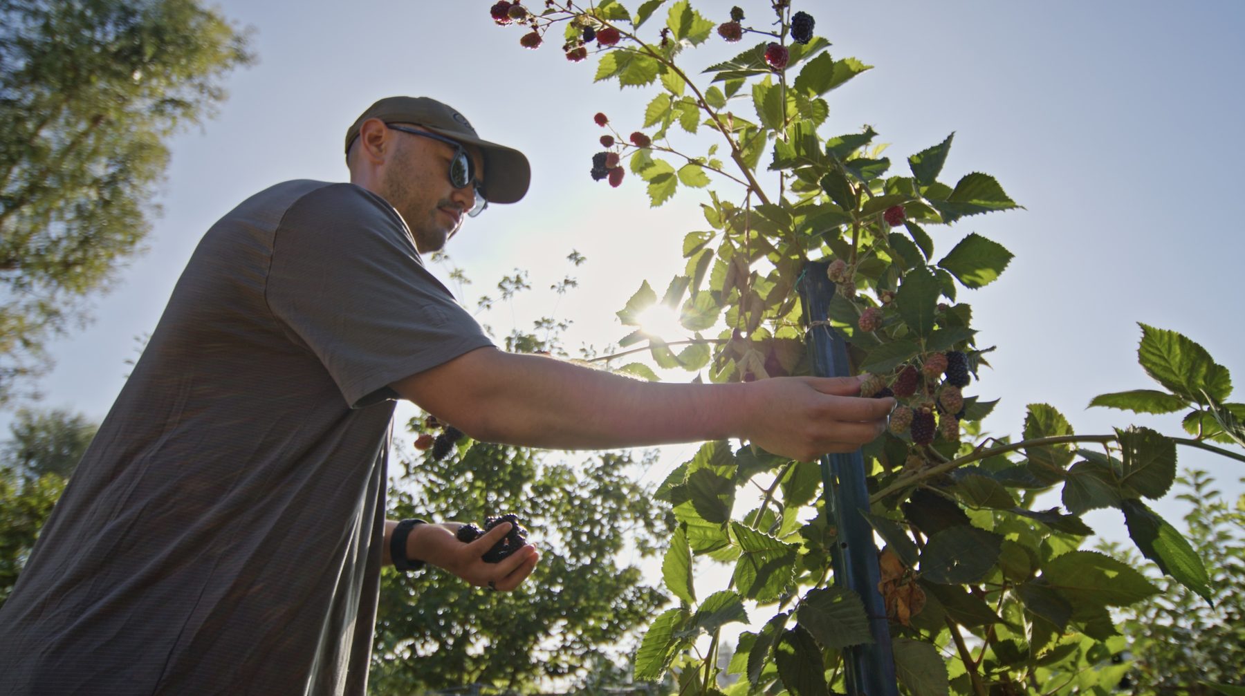 Person picking berries from a vine on a sunny day