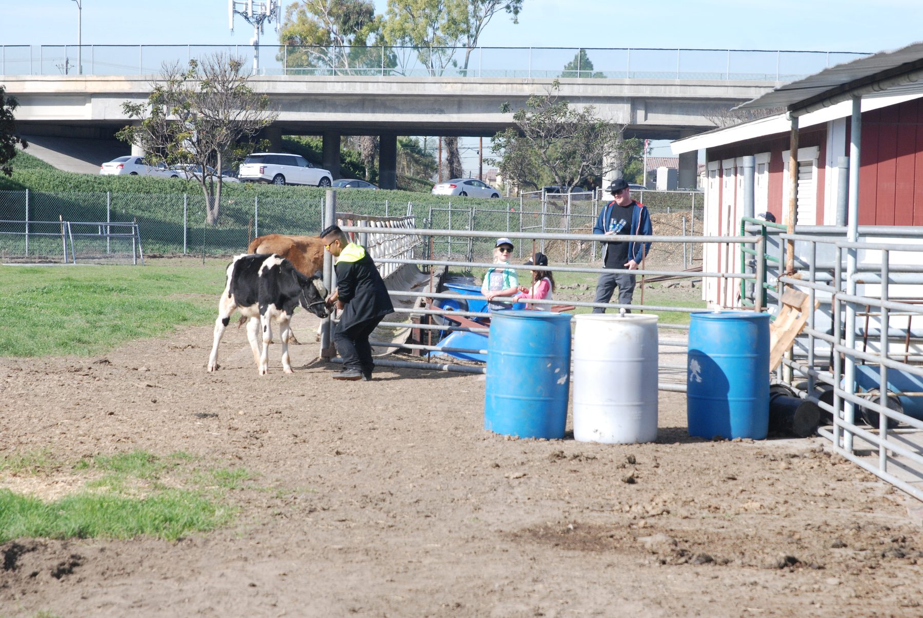 A student leading a calf at the 4-H and FFA livestock facility