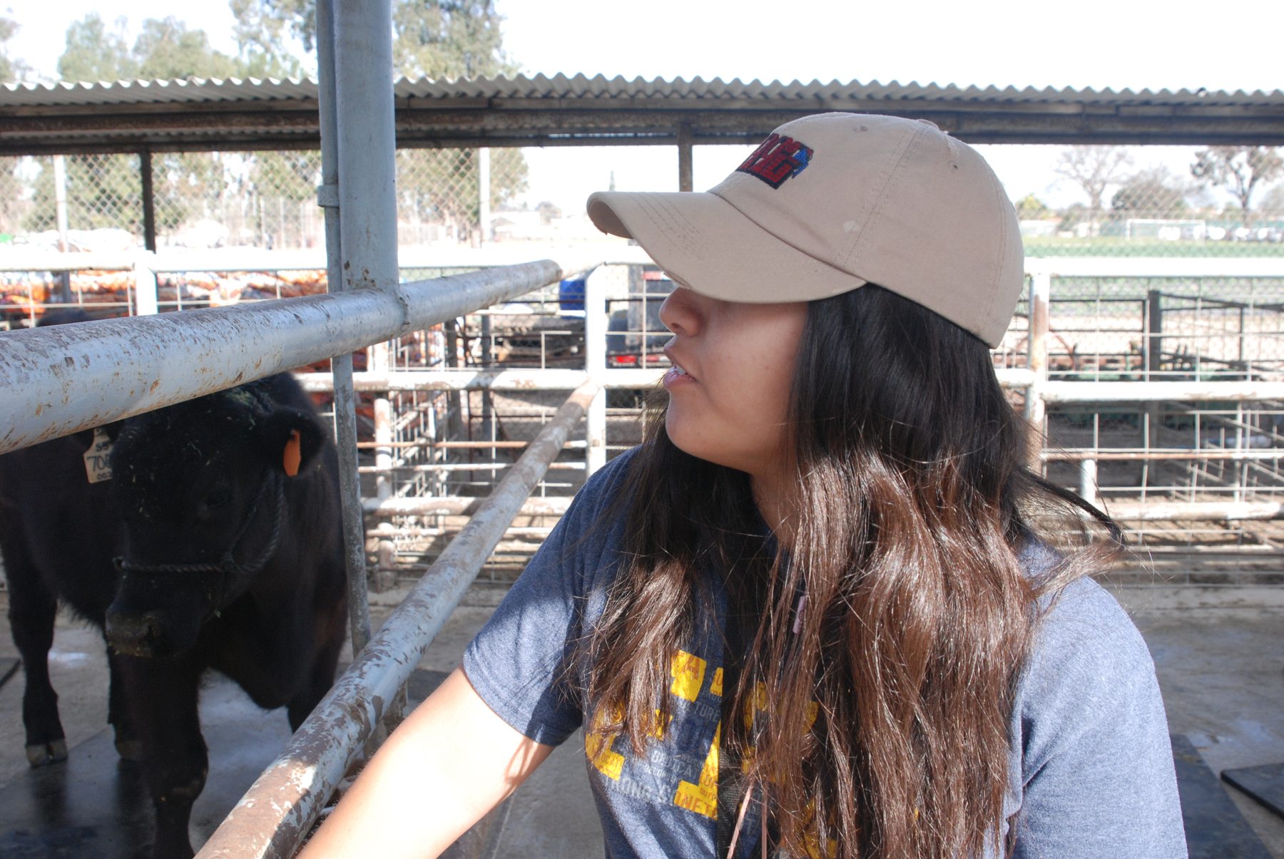 An FFA student standing beside her steer at the livestock barn