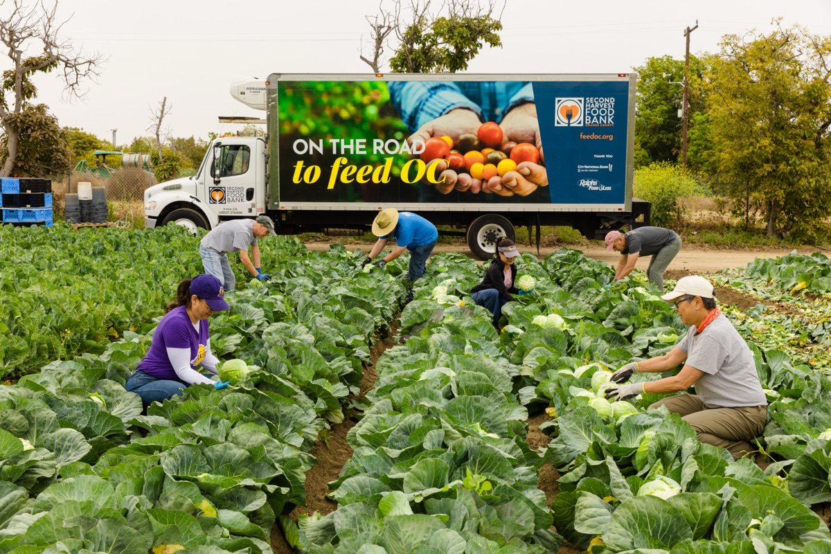 Volunteers loading fresh produce onto a distribution truck
