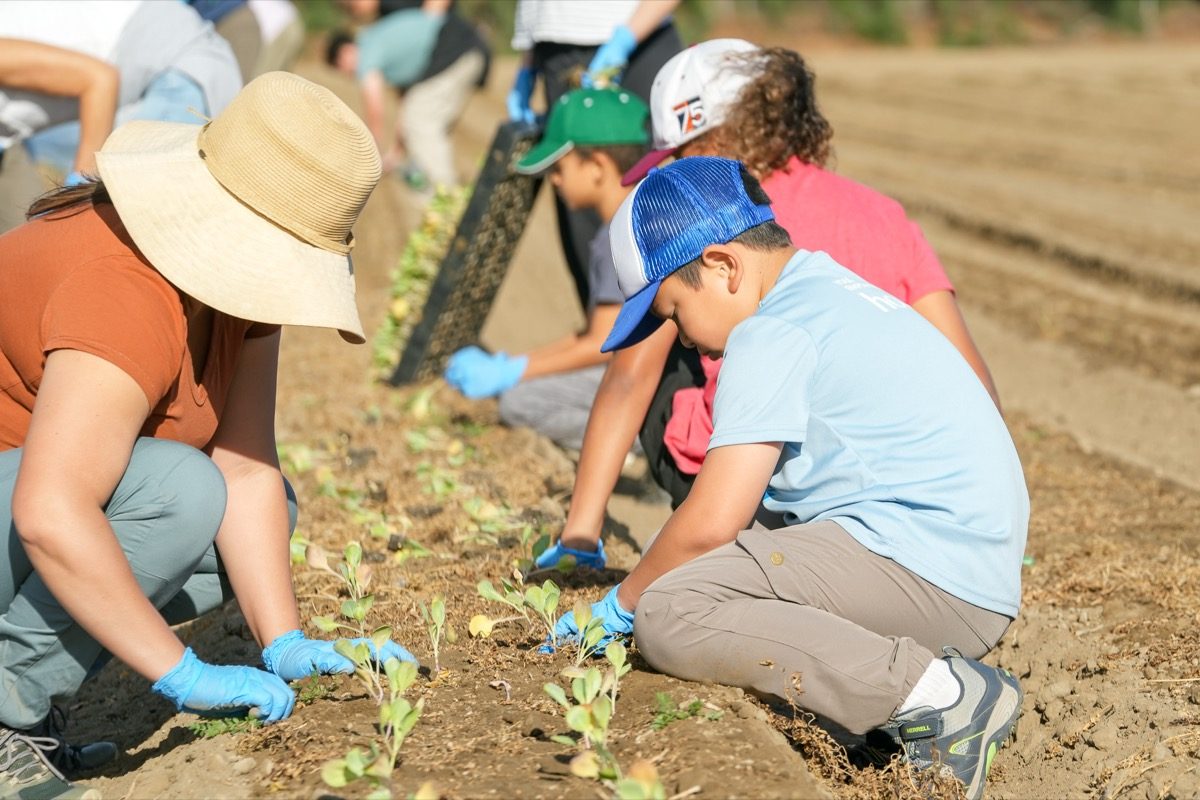 Children and adults planting seedlings together at Harvest Solutions Farm