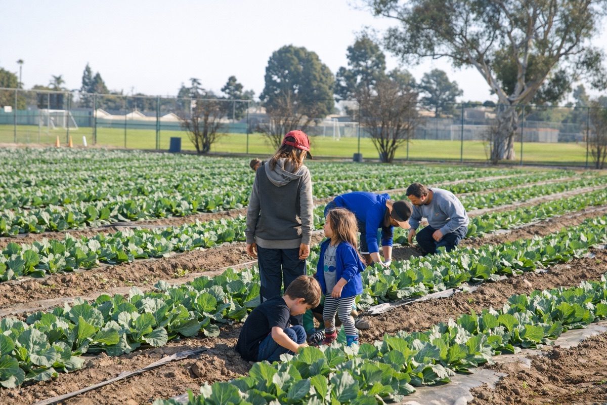Adults and children working together in vegetable rows at The Giving Farm school farm