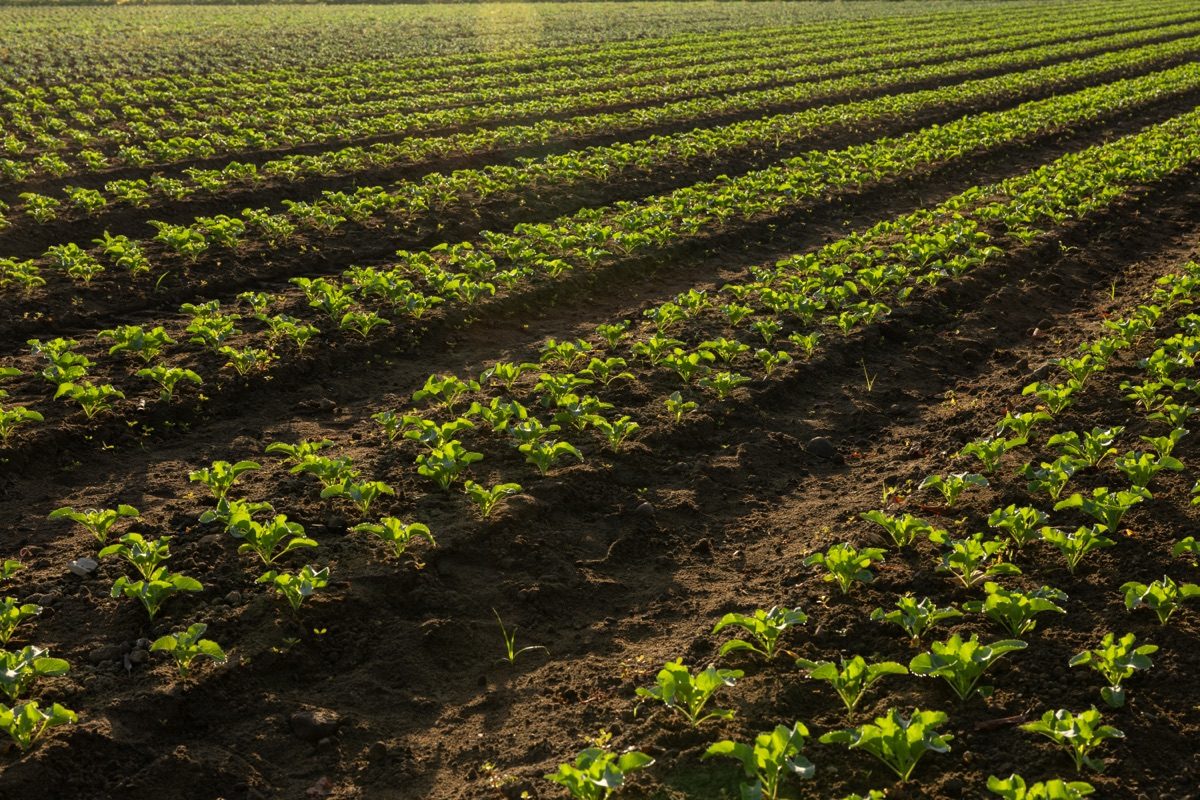 Rows of young crops stretching across Harvest Solutions Farm at golden hour