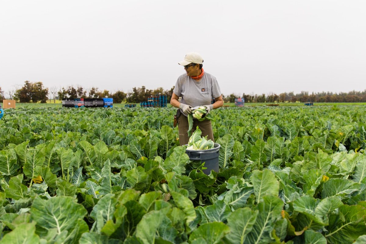 Volunteer working in the field at a partner farm