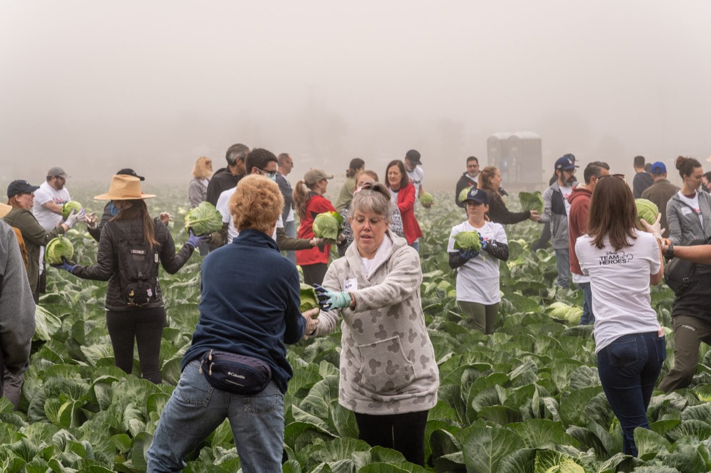 Volunteers harvesting cabbage together on a misty morning at Harvest Solutions Farm